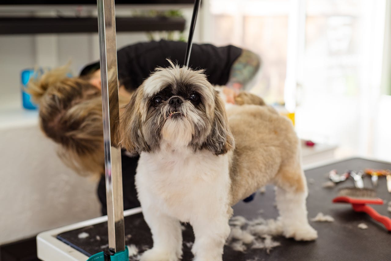 expertise-01 A Shih Tzu dog receives a professional grooming session with a focus on haircut and care.